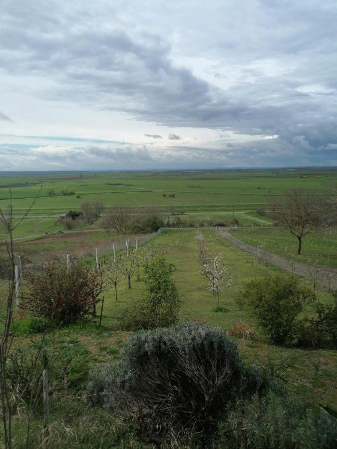 Baranja Black Hill'S Gajic Экстерьер фото